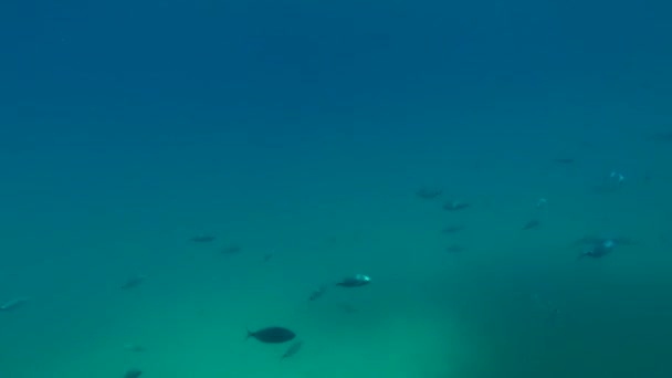 Спостерігаючи Під Морем Спостереження Особливими Катамаранами — стокове відео