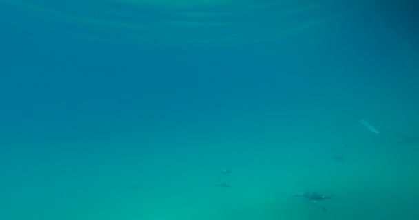 Obserwuję Pod Wodą Obserwacja Strony Specjalnego Katamaranu — Wideo stockowe
