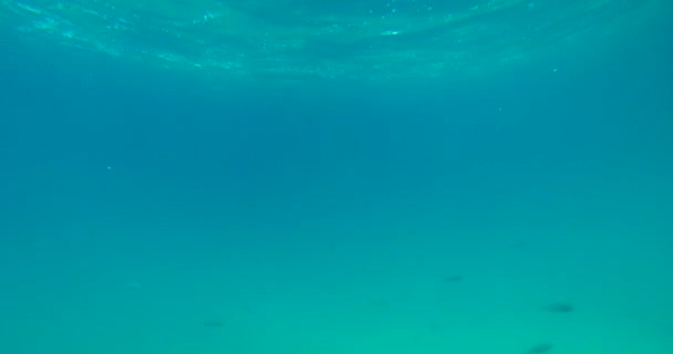 Observar Debaixo Mar Observando Catamarã Especial — Vídeo de Stock