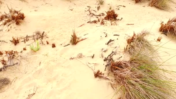 一些绿色的植物生长在炽热的沙滩上 — 图库视频影像