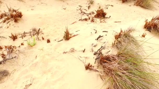 Algumas Plantas Verdes Que Crescem Areia Quente — Vídeo de Stock