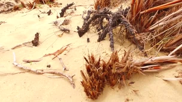 Some Green Plants Growing Hot Sand — Stock Video