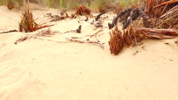 Algumas Plantas Verdes Que Crescem Areia Quente — Vídeo de Stock