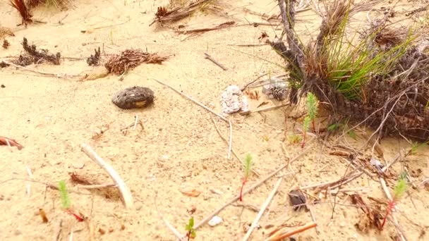 Some Green Plants Growing Hot Sand — Stockvideo