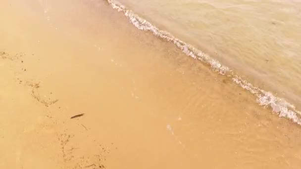海和桑迪海滩 — 图库视频影像