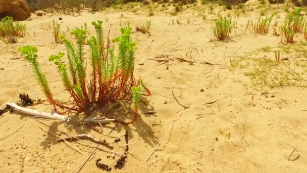 Sommige Groene Planten Groeien Uit Heet Zand — Stockvideo