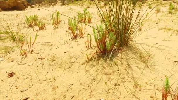 Algumas Plantas Verdes Que Crescem Areia Quente — Vídeo de Stock