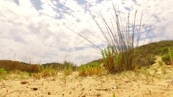 Sommige Groene Planten Groeien Uit Heet Zand — Stockvideo