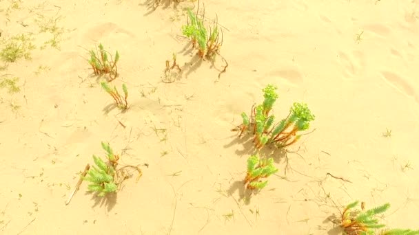 Деякі Зелені Рослини Ростуть Гарячого Піску — стокове відео