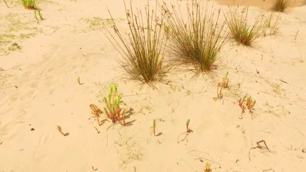 Quelques Plantes Vertes Poussant Partir Sable Chaud — Video