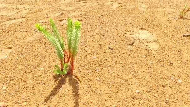 Some Green Plants Growing Hot Sand — Stock Video