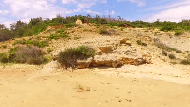 Some Green Plants Growing Hot Sand — Stock Video