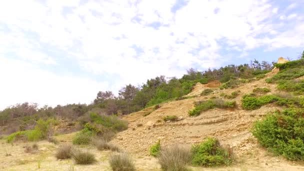 Некоторые Зеленые Растения Растущие Горячего Песка — стоковое видео