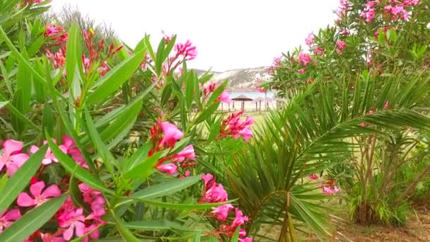 Mooie Nerium Oleander Struik Het Park — Stockvideo