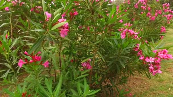 Beautiful Nerium Oleander Bush Park — ストック動画