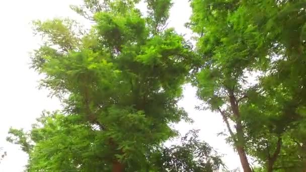 Ветви Листья Весеннего Леса — стоковое видео