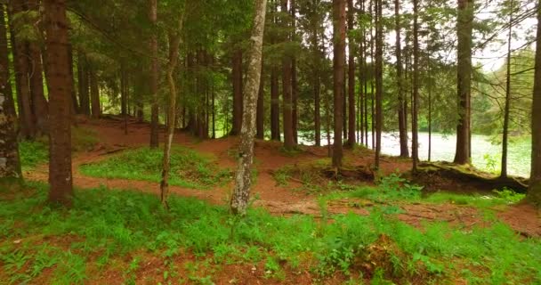 Spacerując Ścieżką Jesiennym Lesie — Wideo stockowe