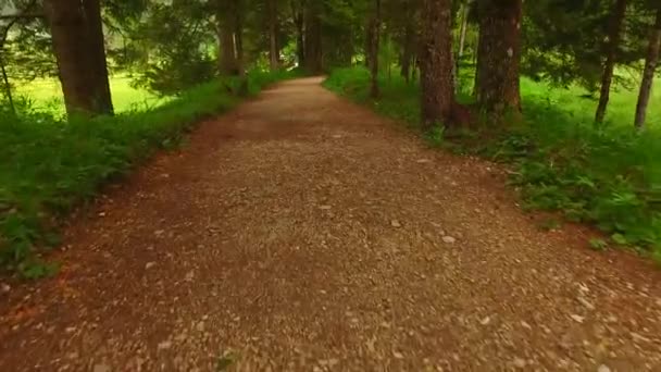 Plimbare Drum Pădurea Toamnă — Videoclip de stoc