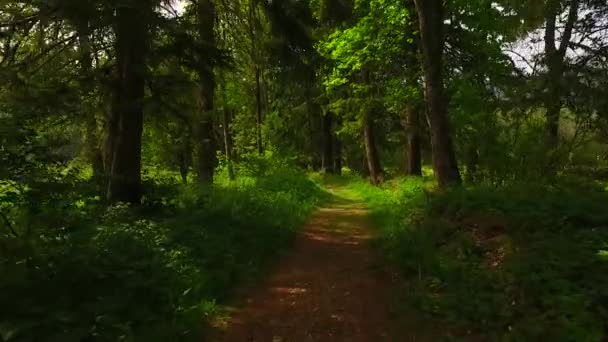 Procházka Stezce Podzimním Lese — Stock video