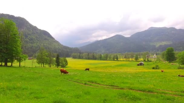 Cows Grazing Grass Peacefully High Mountain Pasture Far Away Polluted — Αρχείο Βίντεο