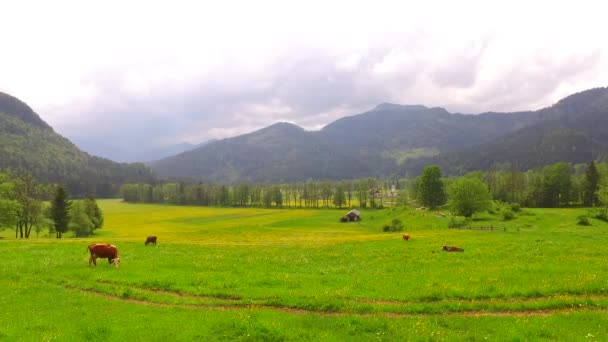 Cows Grazing Grass Peacefully High Mountain Pasture Far Away Polluted — Αρχείο Βίντεο