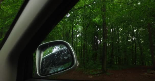 Observing Nature Back Door Car Mirror Dense Green Forest — Vídeos de Stock