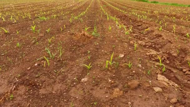 Early Summer Fields Barley Corn — Stock video