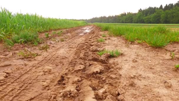 Lot Rain Wet Muddy Path Field — Video