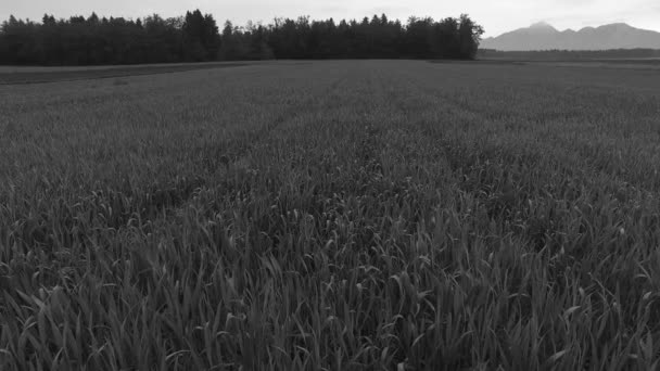 Early Summer Fields Barley Corn — Stockvideo