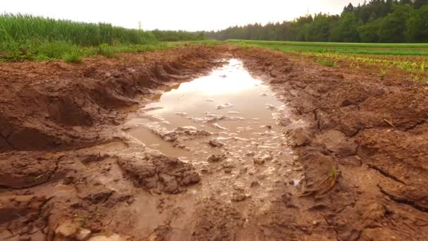 Viel Regen Auf Nassem Matschigen Weg Auf Dem Feld — Stockvideo