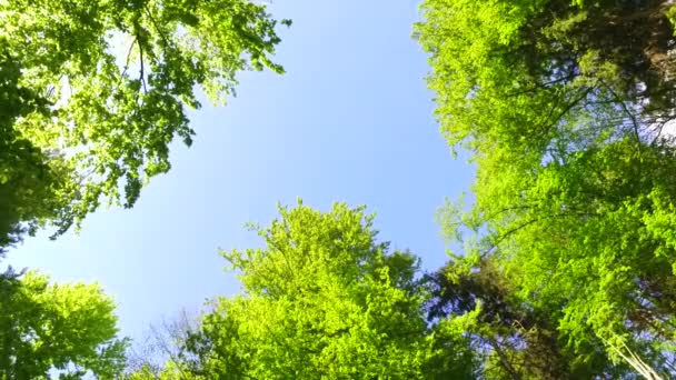 Observando Coronas Árboles Jóvenes Verdes Parque Primavera Sol Pelasant — Vídeo de stock