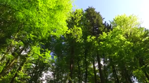Observation Jeunes Cimes Arbres Verts Dans Parc Printemps Pelasant Soleil — Video