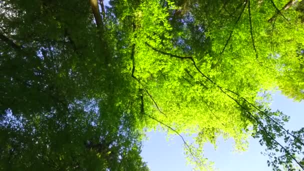 Observando Coroas Árvores Jovens Verdes Parque Hora Primavera Pelasant Sol — Vídeo de Stock