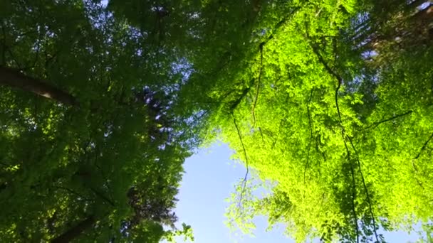 Observing Young Green Tree Crowns Park Spring Time Pelasant Sun — Stock Video