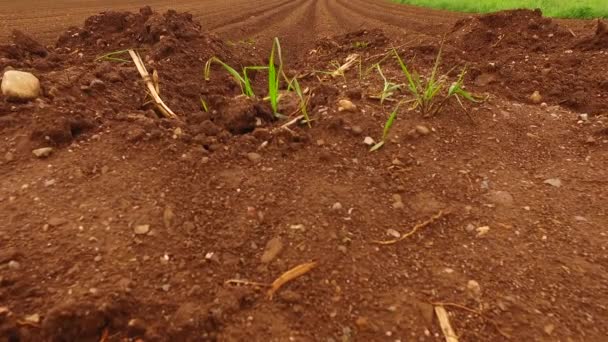 Early Summer Fields Barley Corn — 图库视频影像