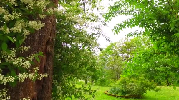 Folhas Verdes Arbusto Com Flores Brancas Início Primavera — Vídeo de Stock