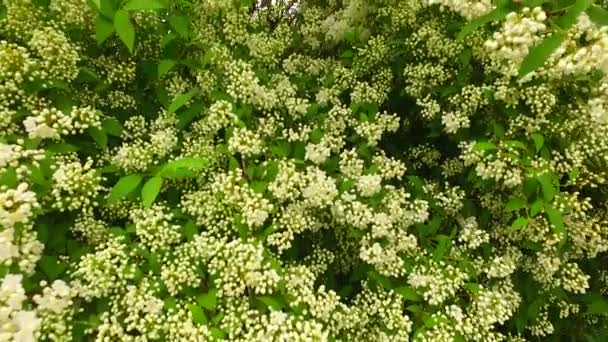 Folhas Verdes Arbusto Com Flores Brancas Início Primavera — Vídeo de Stock