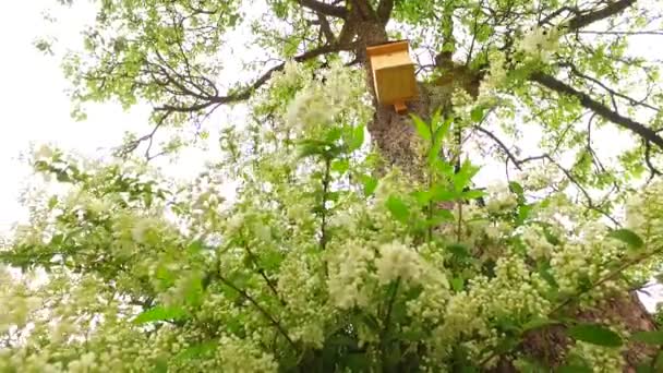 Hojas Verdes Arbusto Con Flores Blancas Principios Primavera — Vídeos de Stock