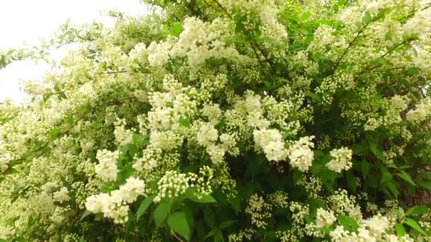 Folhas Verdes Arbusto Com Flores Brancas Início Primavera — Vídeo de Stock