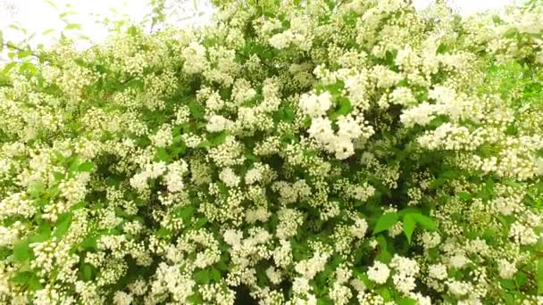 Grüne Blätter Des Busches Mit Weißen Blüten Vorfrühling — Stockvideo