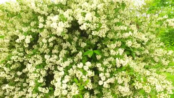 Zielone Liście Krzewu Białymi Kwiatami Wczesna Wiosna — Wideo stockowe