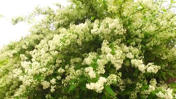 Hojas Verdes Arbusto Con Flores Blancas Principios Primavera — Vídeo de stock