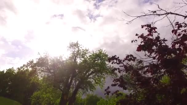 Obserwując Młode Zielone Korony Drzew Parku Wiosna Słońce Pelasant — Wideo stockowe
