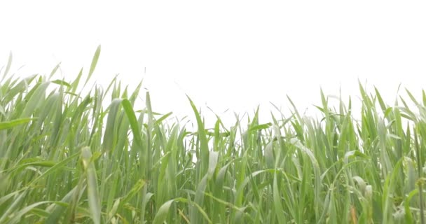 小麦畑の若い小麦 — ストック動画