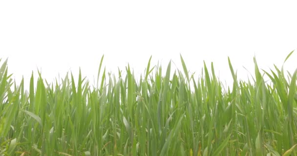 Grüner Junger Weizen Auf Dem Weizenfeld Vorfrühling — Stockvideo