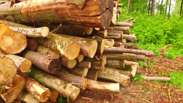 Nahaufnahme Von Holz Liegenden Baumstämmen — Stockvideo