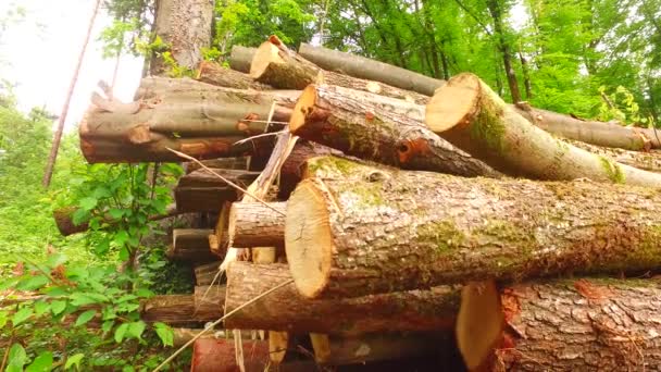 Uzavřete Hromada Kmeny Ležící Lese — Stock video