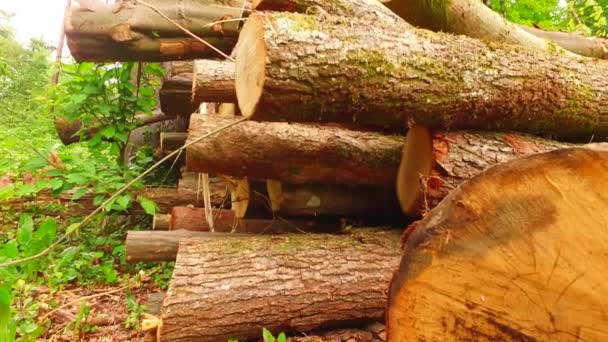 Primer Plano Pila Troncos Árboles Que Yacen Madera — Vídeo de stock