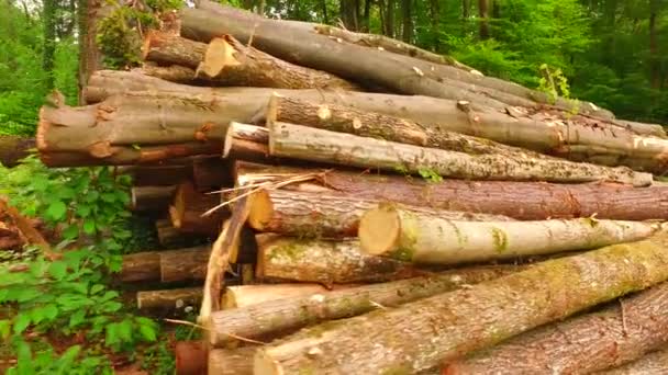 Gros Plan Pile Troncs Arbres Couchés Dans Bois — Video