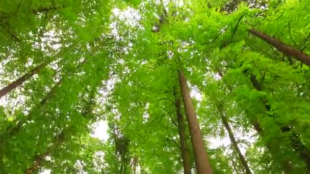 晴れた日に葉を持つ木の冠 — ストック動画